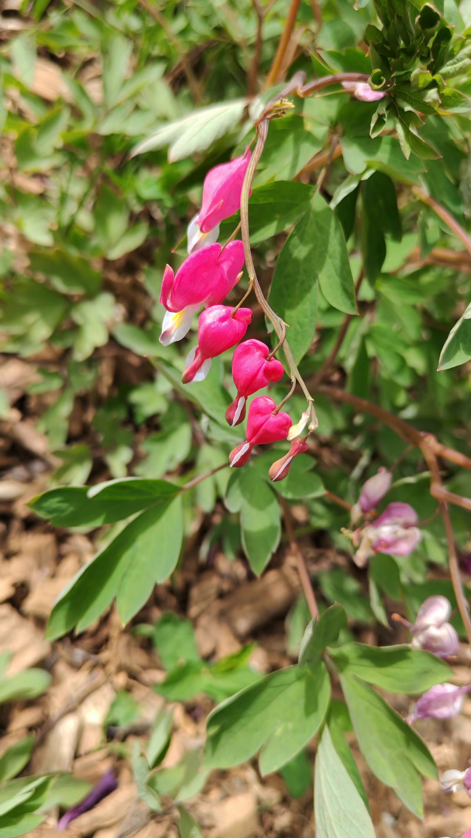 69eb9ee9bdae327b4069158ae7cffce0_b&ek=1&kp=1&pt=0&bo=QAYcC0AGHAsWECA!&tl=1&vuin=1907648689&tm=1744956000&dis_t=1744958792&dis_k=fd2317d3f5719b0bdd79da9664edd4e3&sce=50-1-1&rf=viewer_311