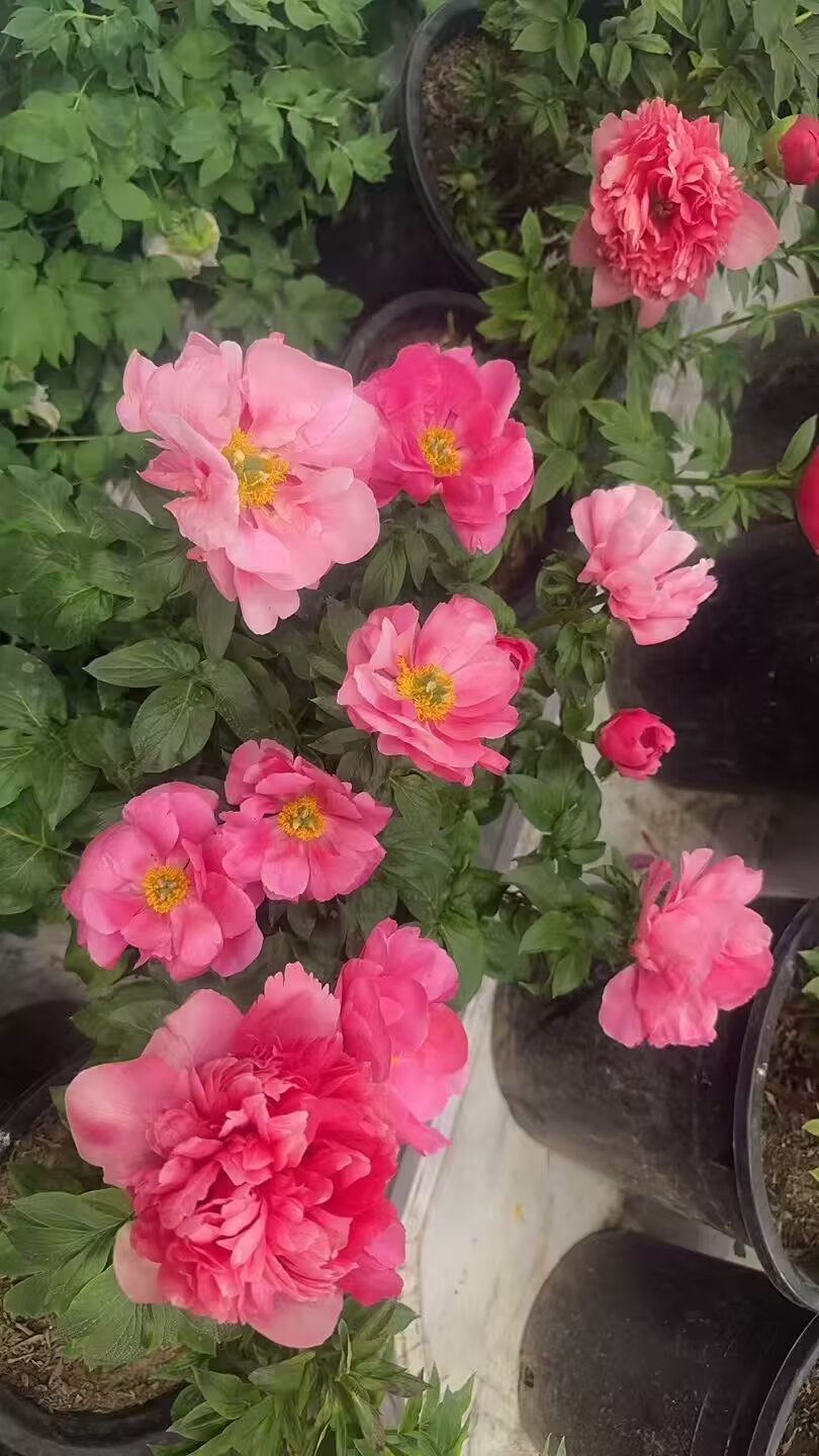 07766049580b3521e380e1fef7b2c74c_b&ek=1&kp=1&pt=0&bo=KgOgBSoDoAUWECA!&tl=3&vuin=1907648689&tm=1744956000&dis_t=1744957339&dis_k=a474a2bf8514b5df7de6dc6ef884e0b1&sce=60-4-3&rf=viewer_311