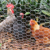 Galvanized Hexagonal Poultry Wire Mesh for Chicken Farm Fencing