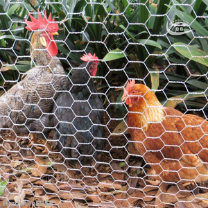 Galvanized Hexagonal Poultry Wire Mesh for Chicken Farm Fencing
